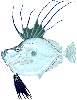 Ikan Dori