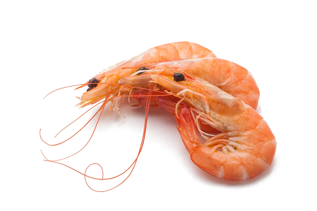 Udang